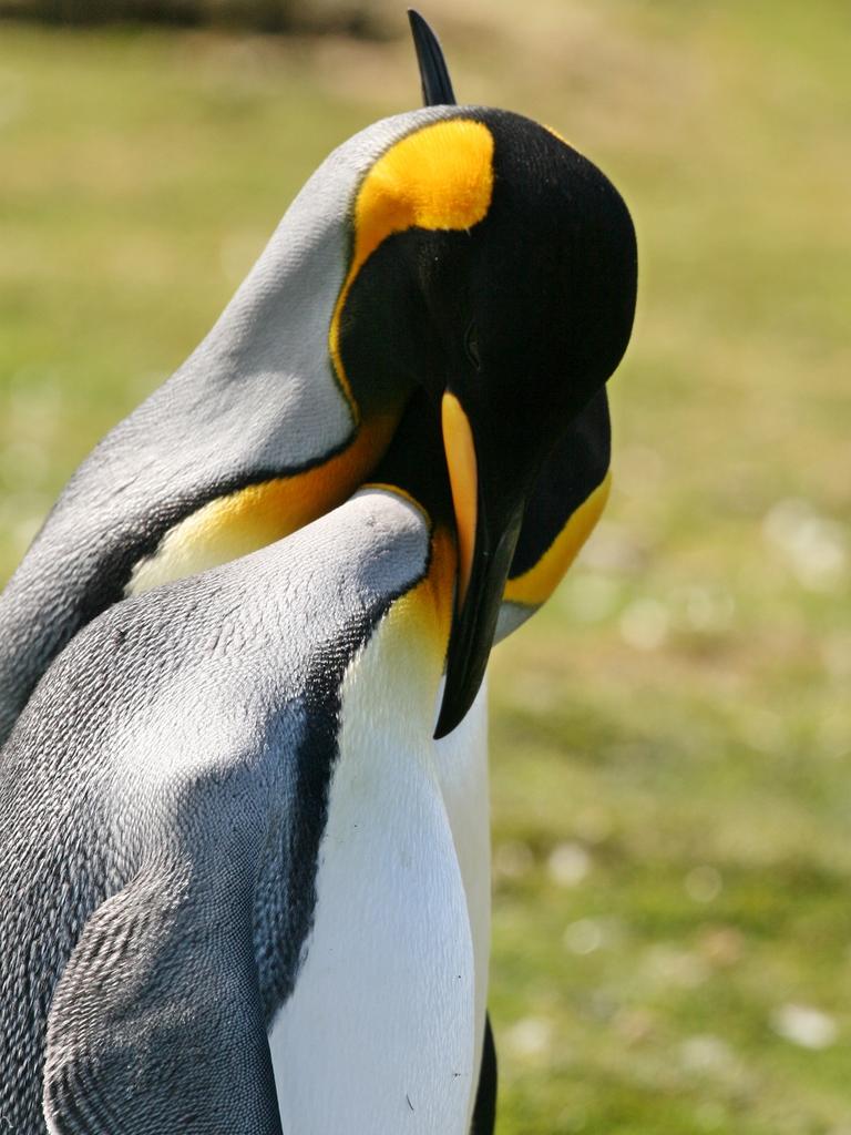 Perhaps even more surprising is that, when it comes to monogamy, some animals are better at sticking by their partners than humans, with species such as beavers and penguins mating for life. Picture: Louise Clarke/Caters