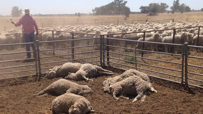 Sheep killed as Commonwealth Bank receivers seize farm | Daily Telegraph