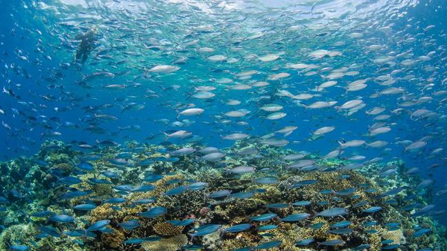 Photos of the Great Barrier Reef taken Monday 9th January by Passions of Paradise. Photo: Sota Yamaguchi