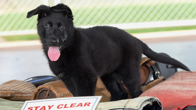 Drax, a 9wk old German Shepard pup destined to be a police dog. Picture Patrina Malone