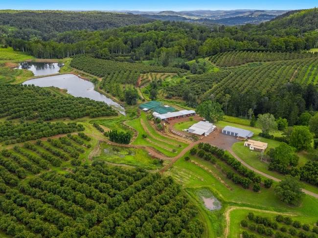 Mountain Top Avocado Orchard has 14,000 trees.