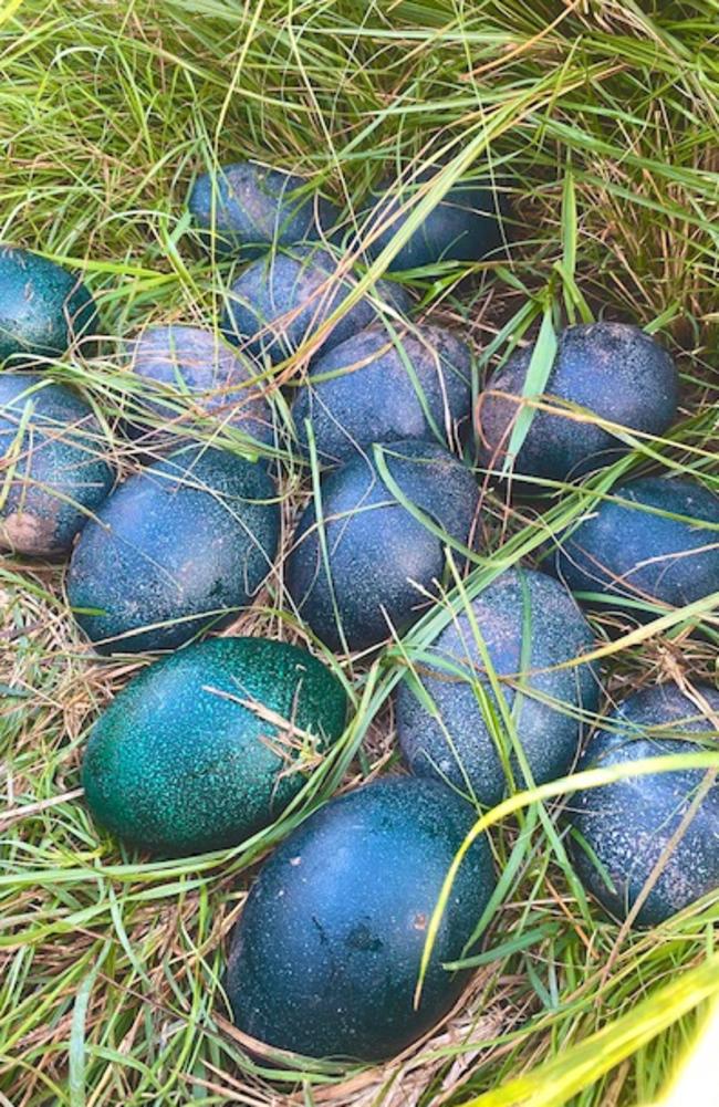 Berry Springs Tavern's emus have laid 27 eggs this year. Picture: Daniel Woodall