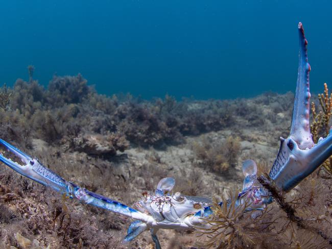 Hallett Cove Beach - Blue Swimmer crab - picture Carl Charter