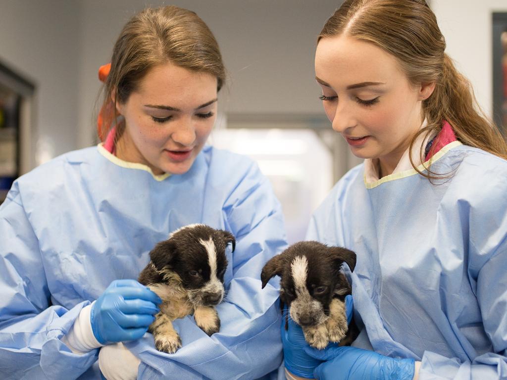 RSPCA appeals for information and cash after sickly puppies dumped in