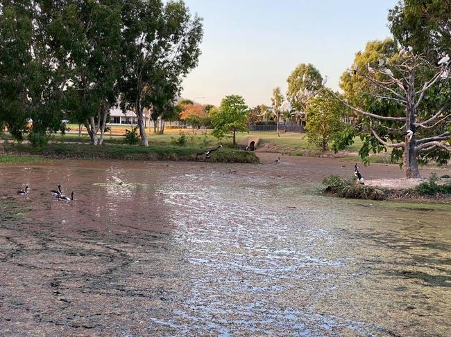 Freshwater Lake in Idalia, Townsville. A resident said he recently found several dead animals in and next to the man-made lake. Picture: Jake Goldring/Snakefella Wildlife Rescue