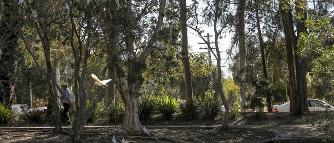 RMS plans to cut down trees to make way for the widening on Canterbury Road at Wiley Park. Picture: Carmela Roche