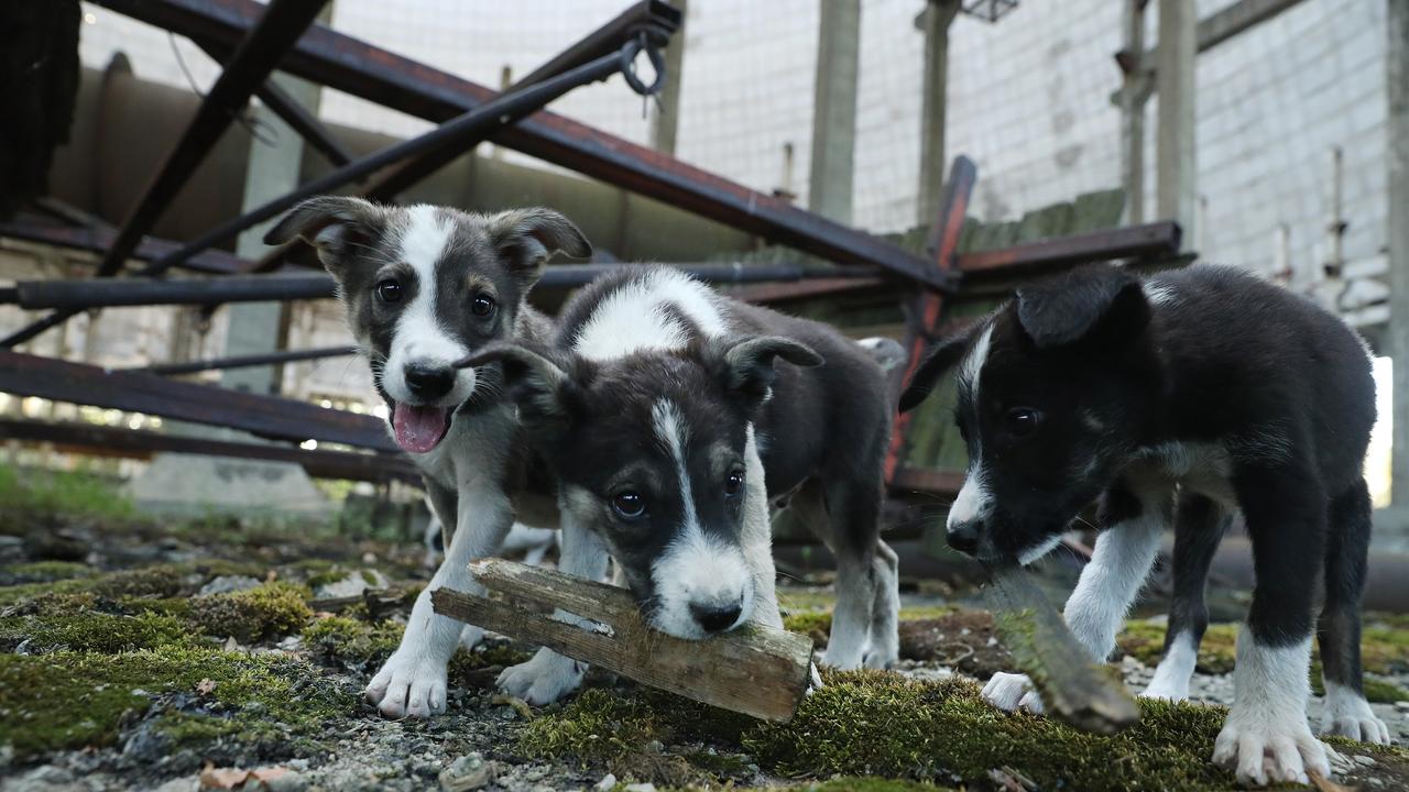 Breakthrough on how Chernobyl dogs survive in nuclear disaster zone. Picture: Sean Gallup/Getty Images