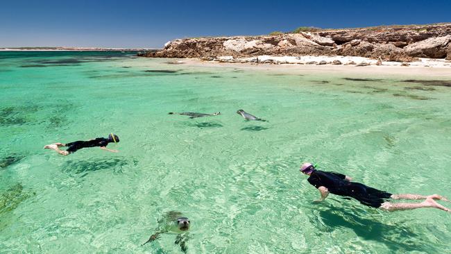 Swimming with sea lions, Baird Bay Ocean Eco Experience Baird Bay, Eyre Peninsula. Picture: SATC/John Montesi