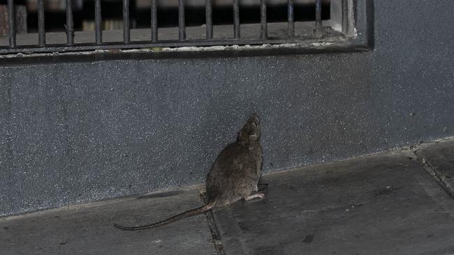 One billion rats have been stirred by the booming population and construction in Sydney.