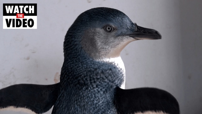 Mercy the penguin gets another chance at life