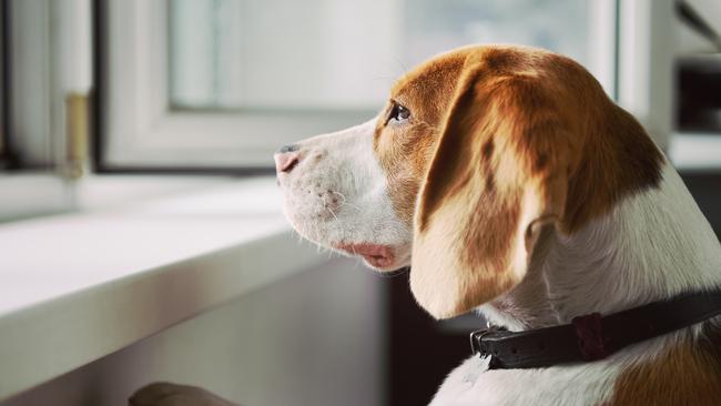 If you’ve exhausted all other steps and your dog remains depressed, seek help from your vet. Picture: istock