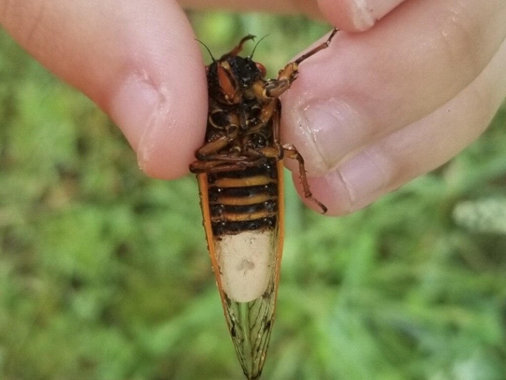 The fungus affects the cicadas abdomen and genitals. Picture: West Virginia University