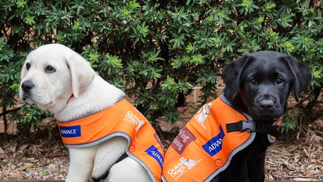 Guide Dogs Australia promotes the link between daily exercise and a happy pup this PAWGUST.