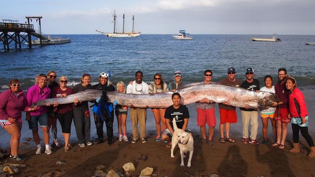 A marine science instructor snorkelling off the southern California coast spotted the silvery carcass of this 18-foot-long, serpent-like oarfish. Picture: Catalina Island Marine Institute