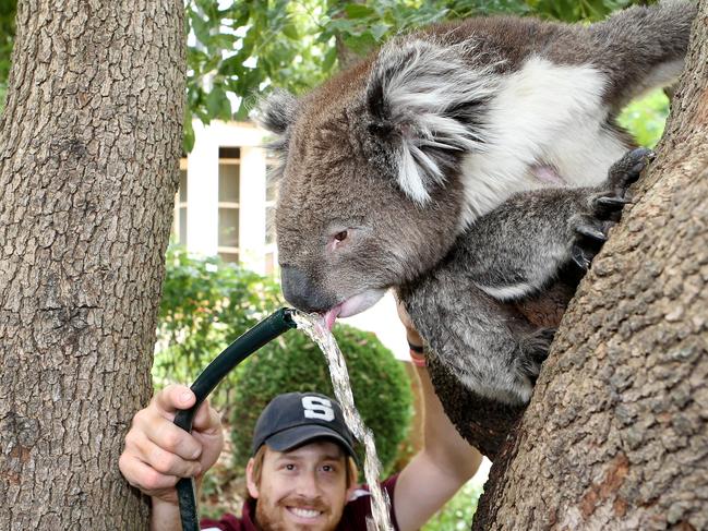 Tim Boucaut gives koala that he calls Carmello a drink out of the garden hose in his girlfriend's Beaumont back yard. Picture: Dylan Coker