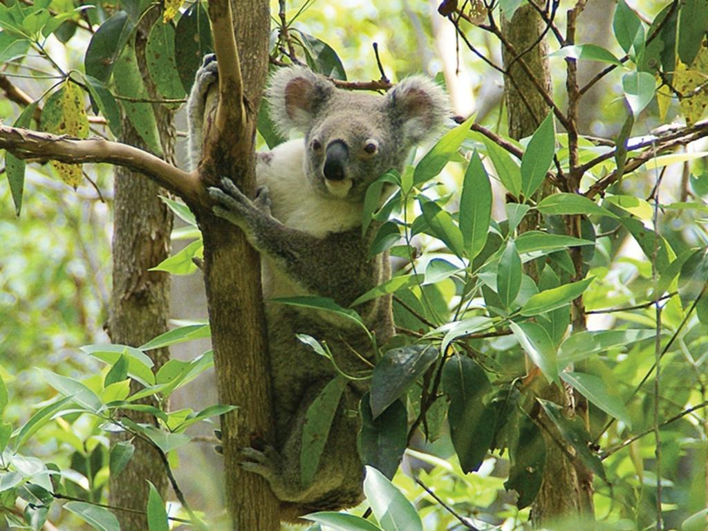 How many koalas will you spot along the Koala Walk on Raymond Island? Picture: Supplied