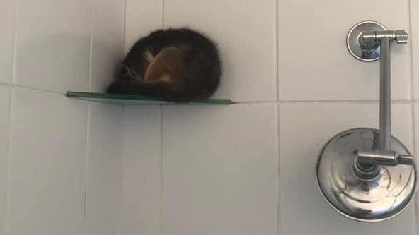 The sneaky ringtail possum was found snoozing in the shower. 