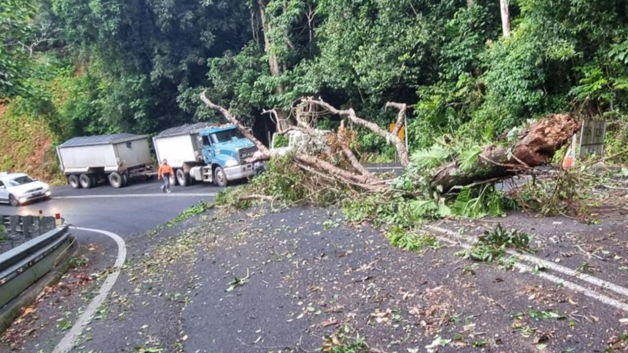 Massive tree snaps and falls on highway, causing delays