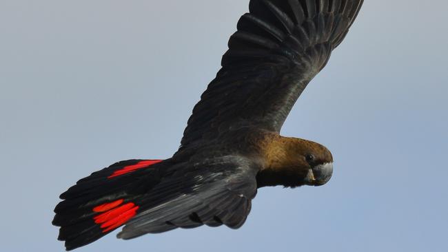 A Kangaroo Island glossy black-cockatoo. Picture: Nikki Redman