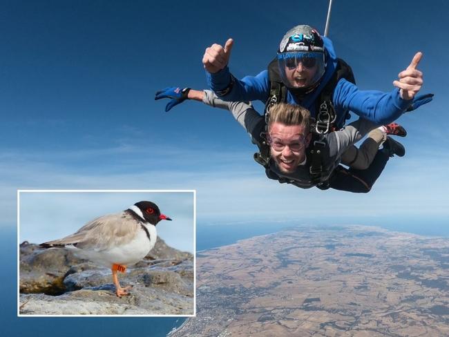 Plover and out: Skydivers’ wings clipped over rare birds