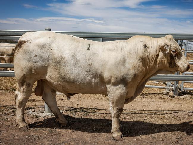 Unreal bull prices linked to overall cattle returns