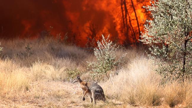 A kangaroo escapes the Tara fires. Picture: Liam Kidston