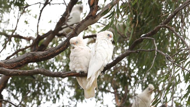 Corellas at Aldinga Sports Complex. Picture: Stephen Laffer