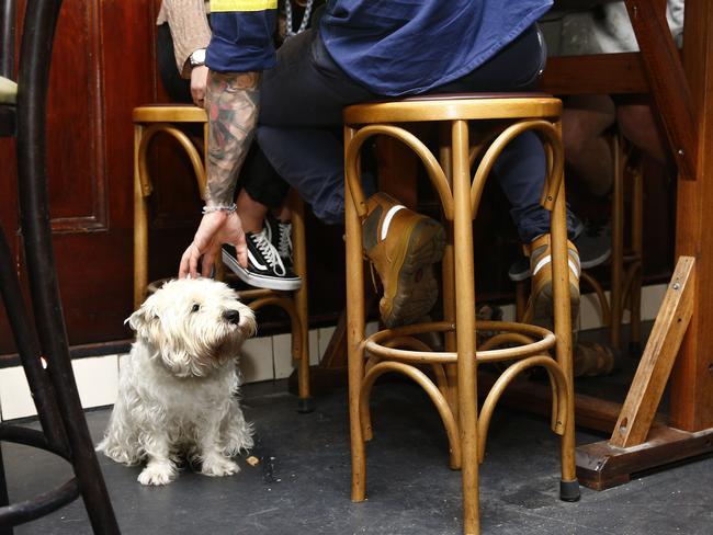 Dog-owners claim their pets are well-behaved at pubs. Picture: John Appleyard