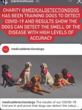 Covid detection dogs can detect coronavirus in under a second. Picture: Instagram