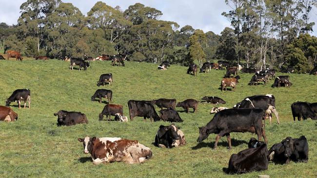 Dairy cows at the Tasmanian Institute of Agriculture dairy research centre in Elliott, Tasmania Picture: LUKE BOWDEN