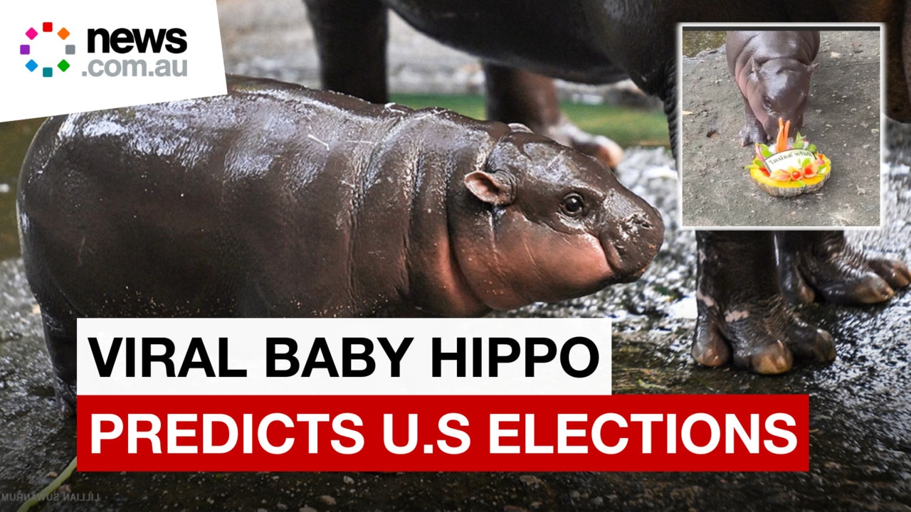 Viral baby hippo predicts winner of US election