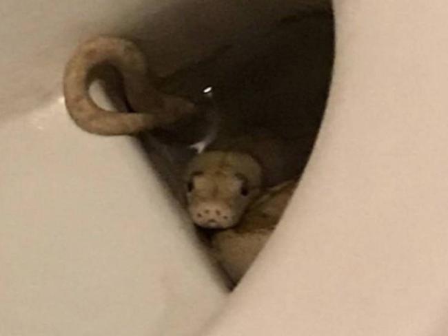 An Austrian man has been bitten on the genital area by a python as he sat on the toilet. Picture: Austrian Police