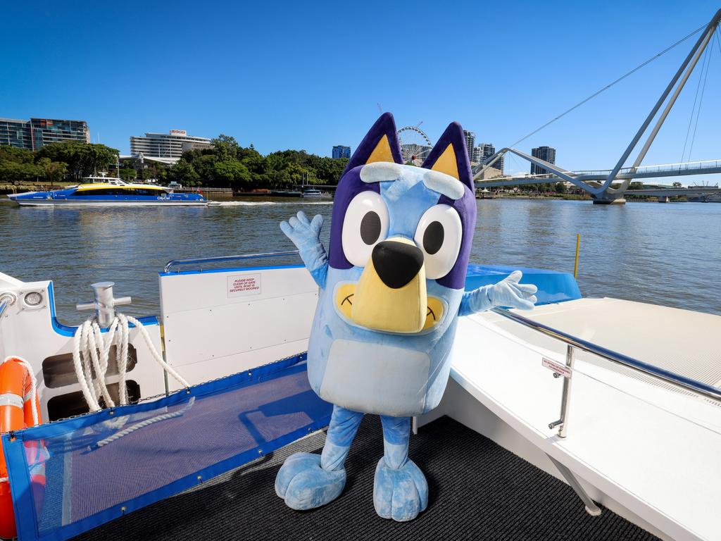 Will Bluey play a role in Brisbane? Photo: Peter Wallis.