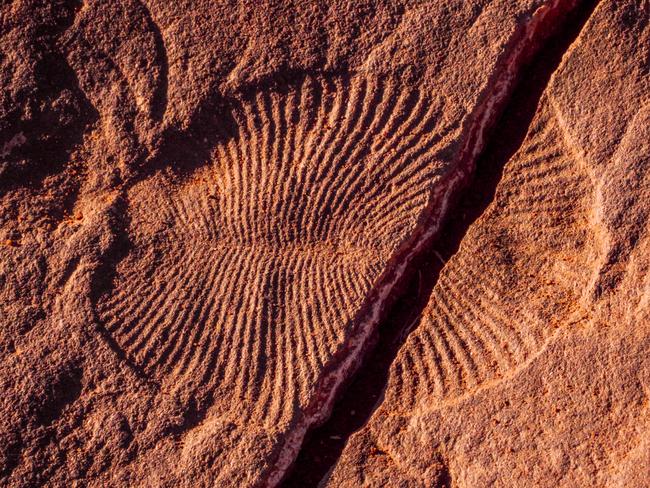 Supplied Editorial Fossil from Nilpena Ediacaran National Park in the Flinders Ranges.