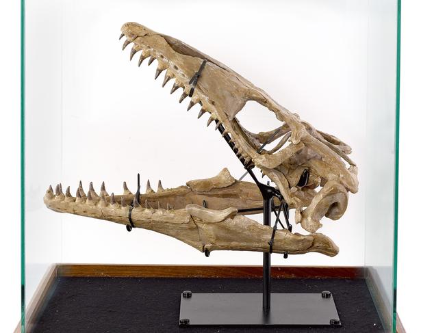 A mounted Mosasaur (Platecarpus Ictericus) skull, late Cretaceous Period, Niobrara Formation, Kansas. Picture: Supplied