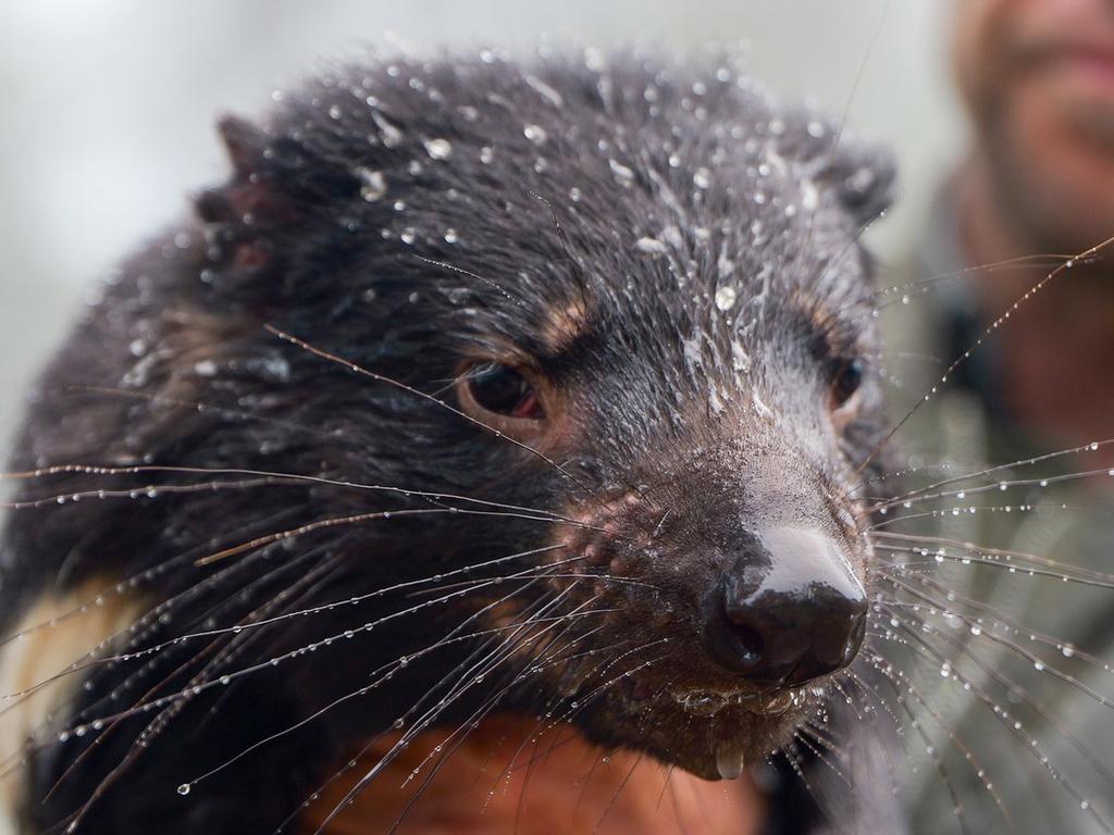 Tim Faulkner managing director Aussie Ark rescuing a Tasmanian devil from flood waters that have inundated Aussie Ark home to the largest mainland breeding program of Tasmanian devils located at Barrington Tops New South Wales.  Picture: Aussie Ark