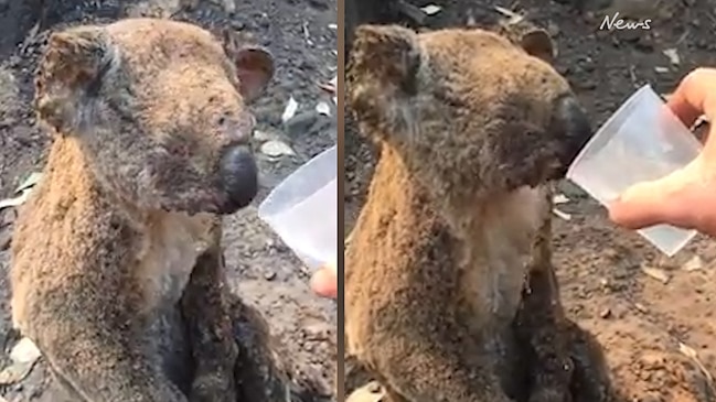 Video of firefighter giving water to thirsty koala goes viral