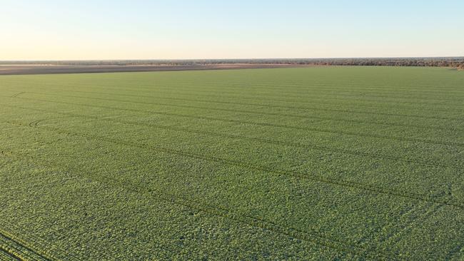 Altora Ag is selling the 11,228-hectare Kinbeachie Aggregation, located 45km from Goondiwindi in Queensland’s Borders Rivers region.