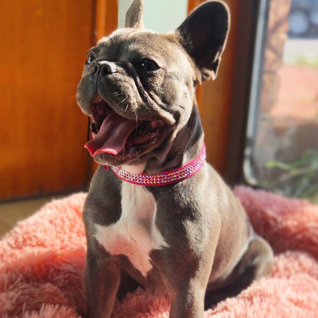 “Treat please!” - Dolce, Peakhurst. Picture: Michael Luong