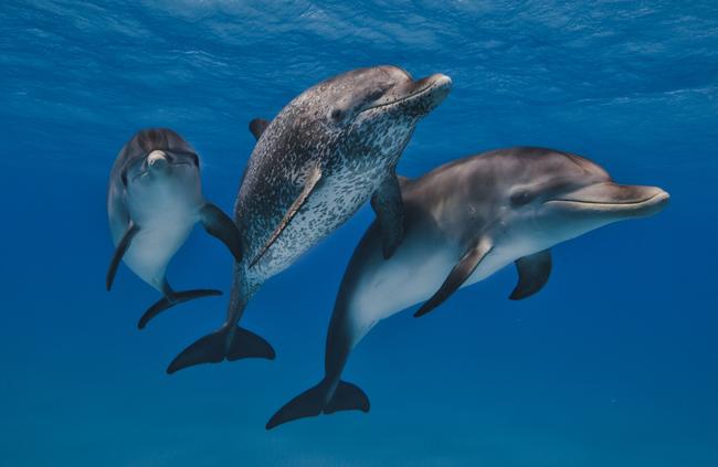 Atlantic spotted dolphins in the Bahamas search the shallow, sandy waters for prey. Picture: Scott Portelli