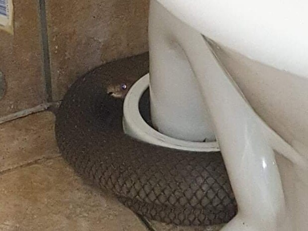 Worker’s horror find while on toilet