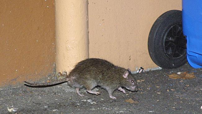 Rats on prowl for food in the inner city of Sydney are increasingly being found in areas including Haymarket &amp; Surry Hills. Picture: Bill Hearne