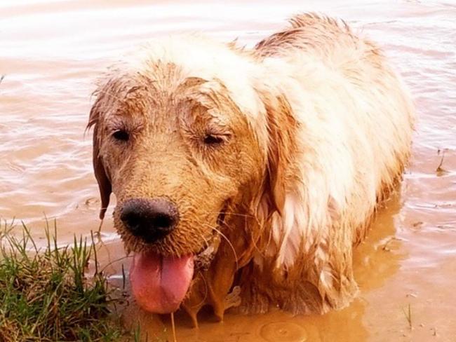 Golden Retrievers rated the No.1 dog on TikTok. Picture: King Zeus the Golden Wonderdog/Instagram