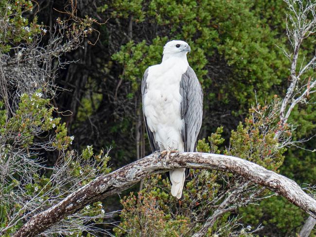 White-bellied sea eagle. The image features in Peter Marmion's new book Hidden Worlds. Picture: Jimmy Emms/Hobart Yachts