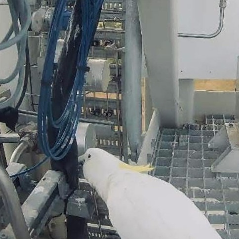 A cockatoo was caught on camera having a nibble on some rocket parts but Gilmour Space confirmed it didn’t have anything to do with the delay. Photo: Gilmour Space Technologies