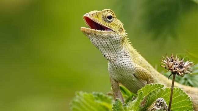 A Coldstream woman has been charged with 14 animal cruelty offences after she was allegedly caught keeping several varieties of native reptiles in poor conditions in July 2020.