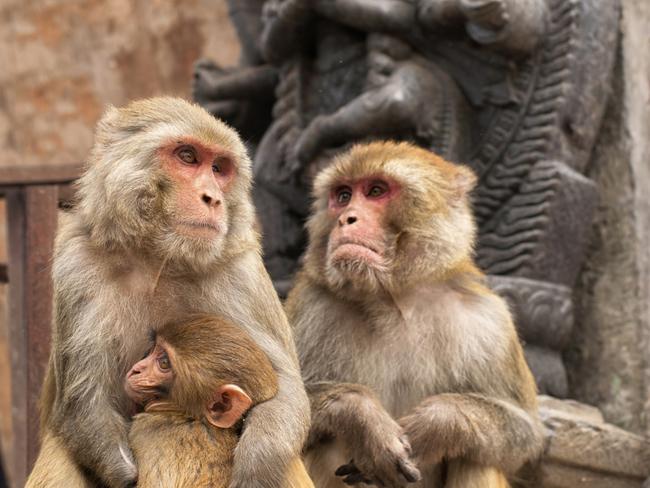 Monkeys rule the roost at Swayambhunath Temple, a short drive west of central Kathmandu. Picture: iStock