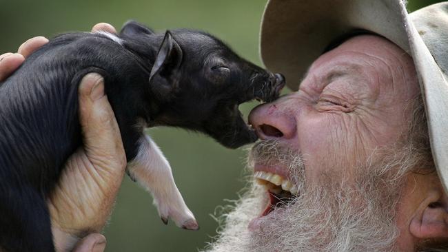 Black-and-white piglet Wobbles nipped the nose of his owner, farmer Brian Doggett. Wobbles’ name paid tribute to Collingwood, Doggett’s favourite team. Picture: Craig Borrow