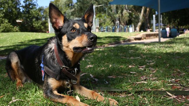 A Kelpie at the Burnside Wading Pool. Photo: AAP/Emma Brasier