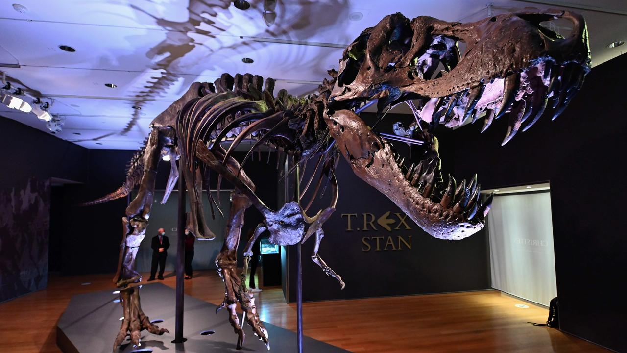 A Tyrannosaurus rex (T-Rex) skeleton, named Stan, displayed before its sale at auction in 2020 in New York City, US. Stan is one of the most complete T-rex specimens ever found. Picture: AFP